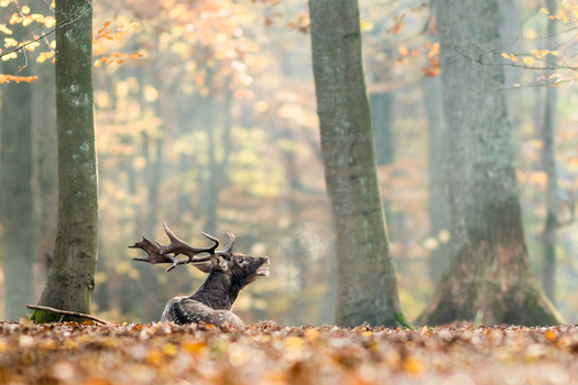 View of a fallow deer stag with antlers resting on a bed of fallen autumn leaves in a forest in Debrzno Pomeranian Voivodeship Poland. View of a fallow deer stag with antlers resting on a bed of fallen autumn leaves in a forest in Debrzno Pomeranian Voivodeship Poland.