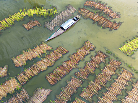 Aerial view of jute bundles floating in the water with a traditional boat navigating through the Patul processing area in Natore District Rajshahi Division Bangladesh.