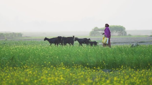 View of a woman herding goats through a mustard field Bangladesh.