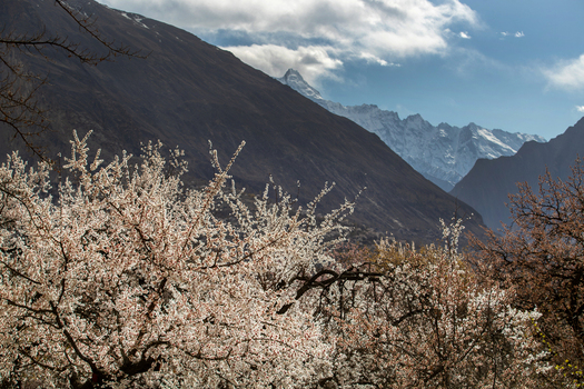 View of cherry blossoms in bloom with snow capped mountain peaks under a cloudy sky in Hunza Nagar Gilgit Pakistan. View of cherry blossoms in bloom with snow capped mountain peaks under a cloudy sky in Hunza Nagar Gilgit Pakistan.