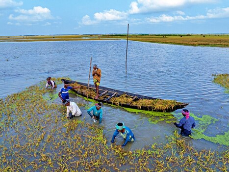 Kishoreganj Bangladesh March 05 2026 Flood affected farmers harvest half submerged Boro paddy in waist deep water racing to save crops as rising haor waters threaten total loss. Kishoreganj Bangladesh March 05 2026 Flood affected farmers harvest half submerged Boro paddy in waist deep water racing to save crops as rising haor waters threaten total loss.