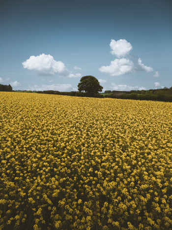 View of yellow flowers field under a blue sky with clouds Tuscany Italy.