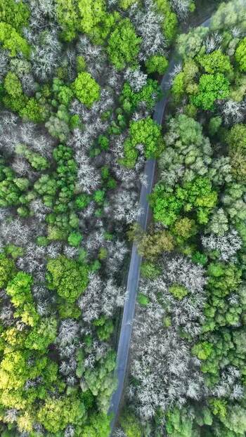 Aerial view of a narrow road winding through a dense green forest Spain. Aerial view of a narrow road winding through a dense green forest Spain.