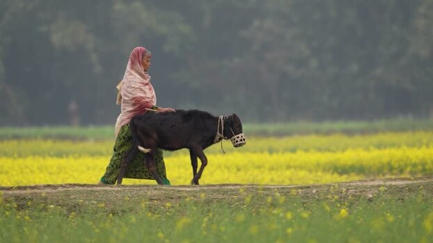 View of a woman walking a cow through yellow fields Bangladesh.