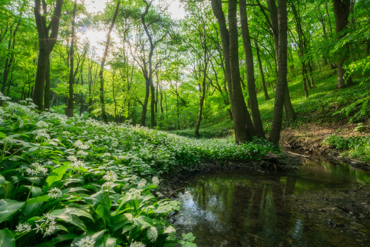 View of blooming wild garlic flowers along a small stream in a lush green forest with sunlight filtering through the trees in Plavecky Peter Trnavsky kraj Slovakia. View of blooming wild garlic flowers along a small stream in a lush green forest with sunlight filtering through the trees in Plavecky Peter Trnavsky kraj Slovakia.