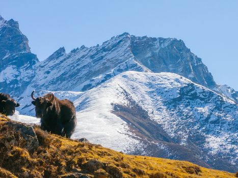 Aerial view of yaks grazing on a grassy mountain slope with snow capped peaks in the background in Nepal.