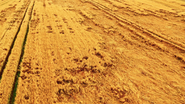 Aerial view of a golden wheat field with visible tractor tracks and patterns in the crop in Latvia. Aerial view of a golden wheat field with visible tractor tracks and patterns in the crop in Latvia.