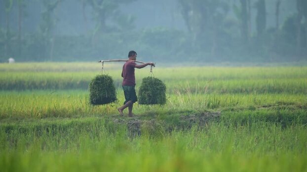 View of a farmer carrying grass bundles in a field Bangladesh.