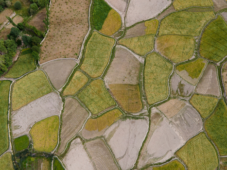 Aerial view of agricultural fields with varying shades of green and brown crops separated by narrow paths in the high altitude landscape of Ladakh India. Aerial view of agricultural fields with varying shades of green and brown crops separated by narrow paths in the high altitude landscape of Ladakh India.