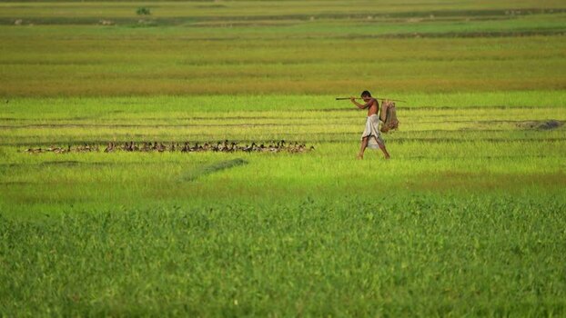 View of a farmer herding ducks in a green field Bangladesh.