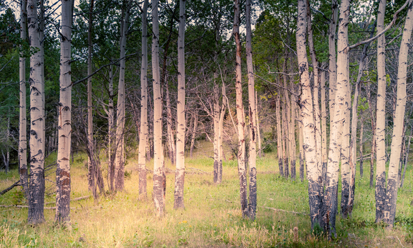 View of a grove of aspen trees with distinctive white bark standing in a grassy meadow within Yellowstone National Park United States.