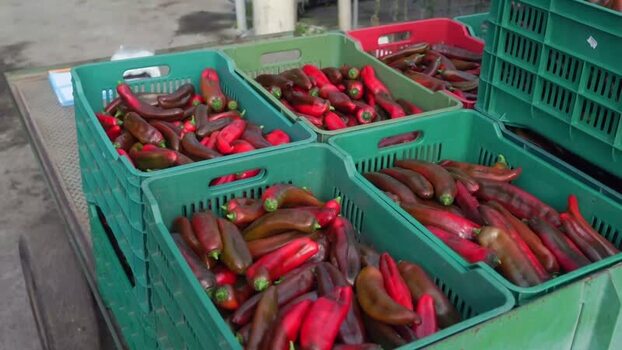 View of harvested red peppers in crates Mexico.