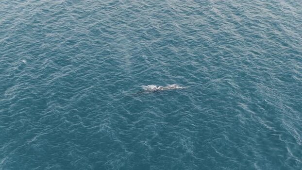 Aerial view of a whale swimming in the ocean Greenland. Aerial view of a whale swimming in the ocean Greenland.