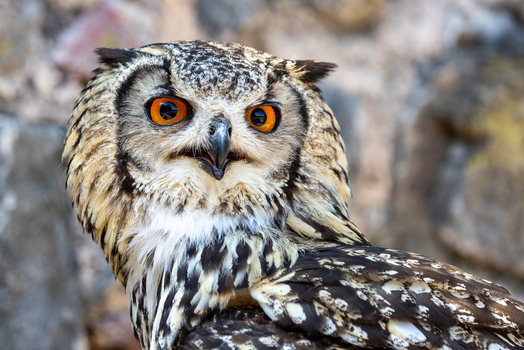 View of a majestic eagle owl with striking orange eyes and detailed plumage against a blurred stone background in Selestat Grand Est France.