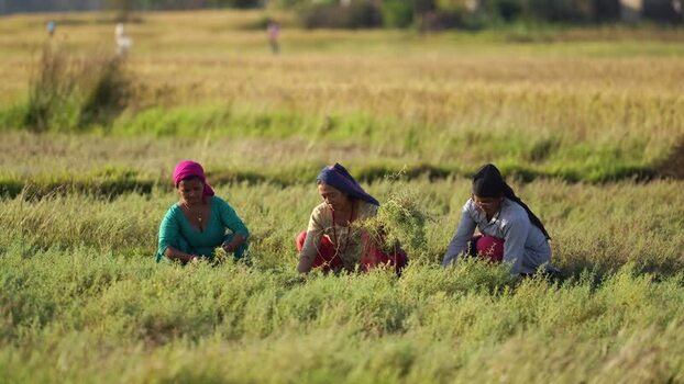 View of women working in a rural field in Dang Nepal.