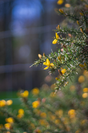 View of vibrant yellow gorse flowers blooming on a spiky green shrub with a soft focus background in Looe Cornwall United Kingdom. View of vibrant yellow gorse flowers blooming on a spiky green shrub with a soft focus background in Looe Cornwall United Kingdom.