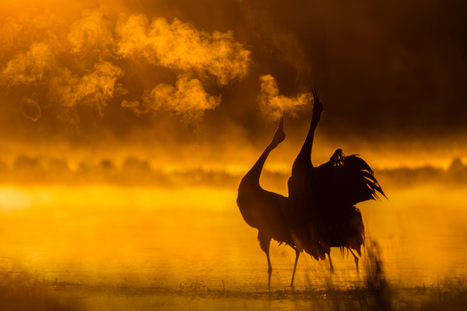 View of two cranes dancing in the misty golden light of sunrise over a wetland in Debrzno Pomeranian Voivodeship Poland.