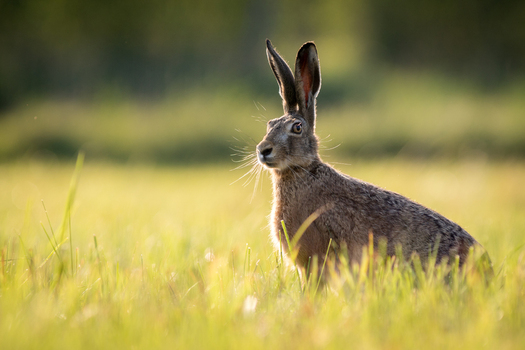 View of a European hare standing in a grassy meadow during the golden hour in Debrzno Pomeranian Voivodeship Poland.