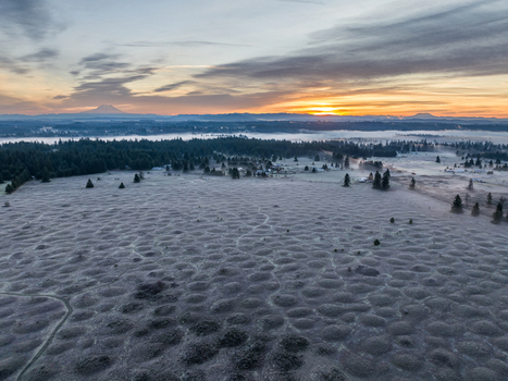 Aerial view of Mima Mounds Natural Area Preserve with unique geological formations and evergreen trees under a golden sunrise sky Olympia Washington United States.