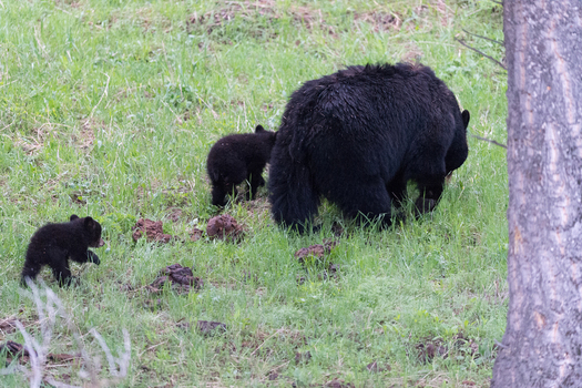 View of a mother black bear with two cubs walking through a grassy field in Yellowstone National Park United States. View of a mother black bear with two cubs walking through a grassy field in Yellowstone National Park United States.