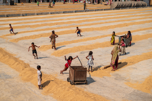 Brahmanbaria Bangladesh 25 January 2026 Aerial view of children and women working in a rice drying field with long rows of golden paddy spread on the ground and metal carts.