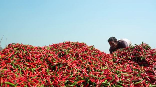 View of a man working with a pile of red chili peppers Bangladesh. View of a man working with a pile of red chili peppers Bangladesh.