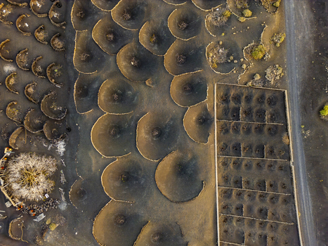 Aerial view of the volcanic vineyard pits in La Geria with stone walls and dark soil in Lanzarote Canarias Spain. Aerial view of the volcanic vineyard pits in La Geria with stone walls and dark soil in Lanzarote Canarias Spain.