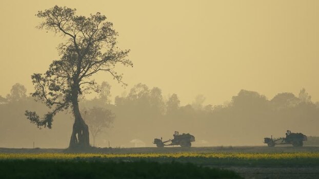 View of tractors driving past a large tree in rural Bogura Bangladesh. View of tractors driving past a large tree in rural Bogura Bangladesh.