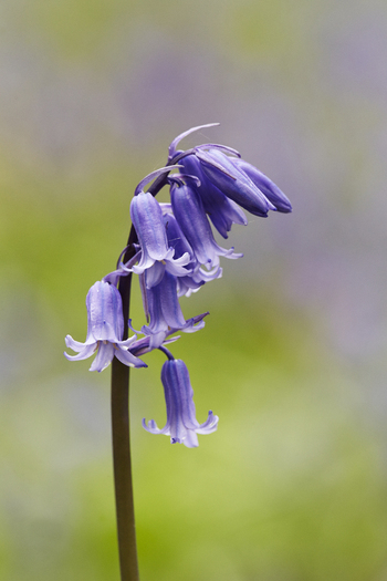 View of a delicate bluebell flower with its characteristic bell shaped purple blue blossoms on a slender stem against a soft green background in the United Kingdom. View of a delicate bluebell flower with its characteristic bell shaped purple blue blossoms on a slender stem against a soft green background in the United Kingdom.