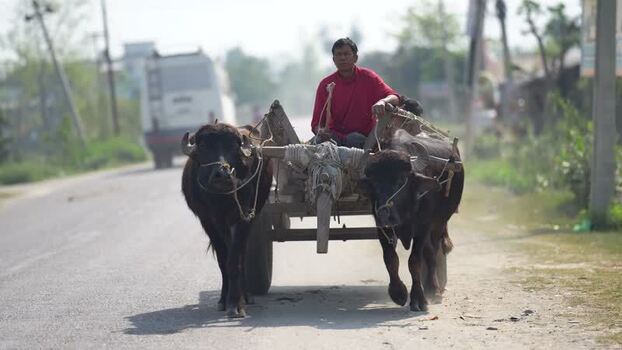 View of a man driving a bullock cart with water buffaloes Nepal.