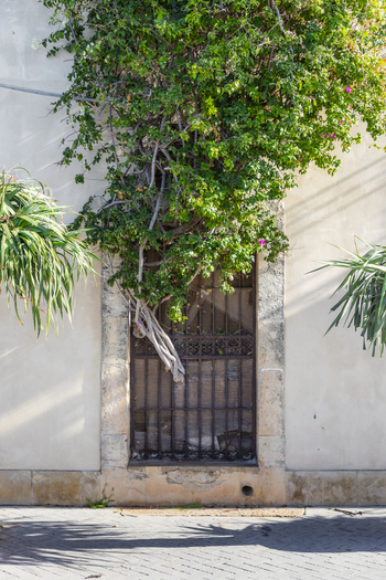 View of lush green vegetation climbing over an aged metal window in a sun drenched wall casting shadows a vibrant contrast against the stone Ortigia Sicily Italy.