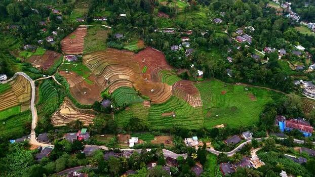 Aerial view of terraced rice fields in Sri Lanka.