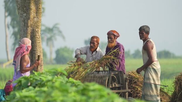 View of farmers threshing rice in a rural field in Bogura Bangladesh. View of farmers threshing rice in a rural field in Bogura Bangladesh.