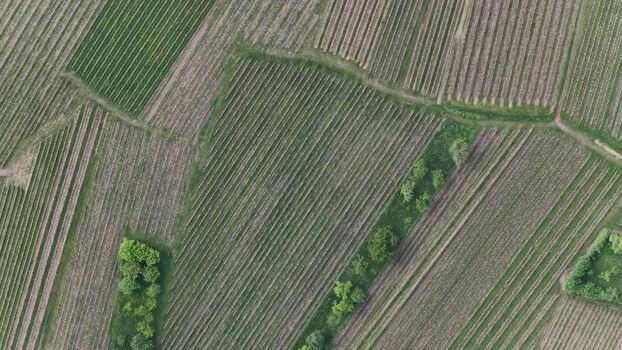 Aerial view of geometric vineyard patterns in Ribeauville France. Aerial view of geometric vineyard patterns in Ribeauville France.