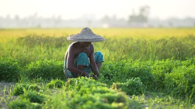 View of a farmer working in a green field in Bangladesh. View of a farmer working in a green field in Bangladesh.