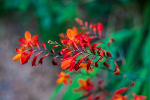View of vibrant orange and red Crocosmia flowers with green foliage in a garden in Looe Cornwall United Kingdom. View of vibrant orange and red Crocosmia flowers with green foliage in a garden in Looe Cornwall United Kingdom.