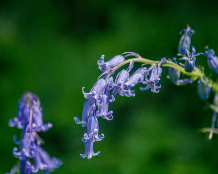 View of bluebell flowers in bloom with delicate purple petals and green stems against a blurred natural background in Looe Cornwall United Kingdom. View of bluebell flowers in bloom with delicate purple petals and green stems against a blurred natural background in Looe Cornwall United Kingdom.