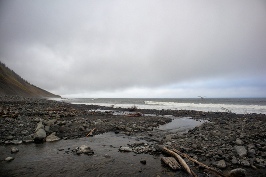 View of the rugged Lost Coast shoreline with dark pebbles driftwood and a small stream under a foggy sky in Humboldt County California United States.