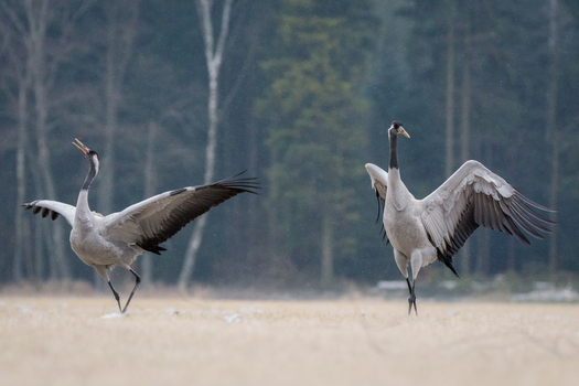 View of two common cranes dancing in a field with a forest background in Debrzno Pomeranian Voivodeshi Poland.