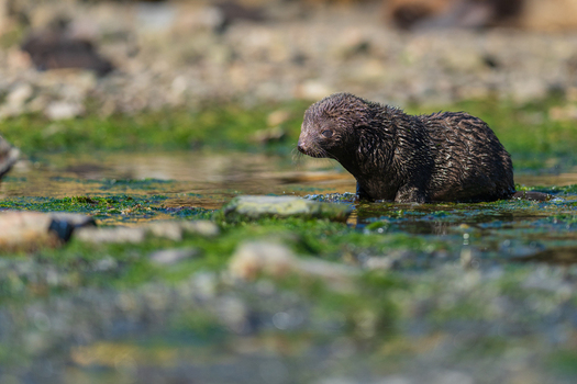 View of a fur seal pup resting in a shallow mossy rocky pool at Jason Harbour South Georgia and the South Sandwich Islands. View of a fur seal pup resting in a shallow mossy rocky pool at Jason Harbour South Georgia and the South Sandwich Islands.