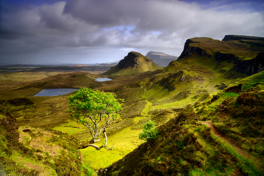 View of a lone tree overlooking the rugged green hills and small lakes of the Quiraing landscape on the Isle of Skye Scotland. View of a lone tree overlooking the rugged green hills and small lakes of the Quiraing landscape on the Isle of Skye Scotland.