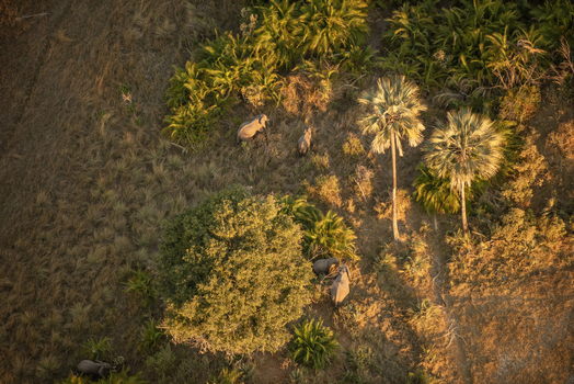 Aerial view of a herd of elephants walking through the lush vegetation of the Okavango Delta in Maun North West District Botswana. Aerial view of a herd of elephants walking through the lush vegetation of the Okavango Delta in Maun North West District Botswana.