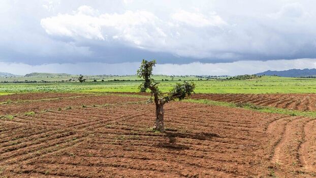 Aerial view of a solitary tree standing amidst the tilled earth with the undulating green hills fading into the horizon under a cloudy sky Riyom Plateau Nigeria. Aerial view of a solitary tree standing amidst the tilled earth with the undulating green hills fading into the horizon under a cloudy sky Riyom Plateau Nigeria.