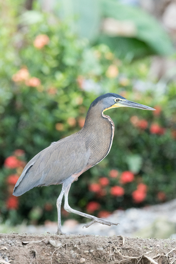 View of a Bare throated Tiger Heron walking along the muddy banks of the Sierpe River with lush tropical foliage in Puntarenas Province Costa Rica. View of a Bare throated Tiger Heron walking along the muddy banks of the Sierpe River with lush tropical foliage in Puntarenas Province Costa Rica.