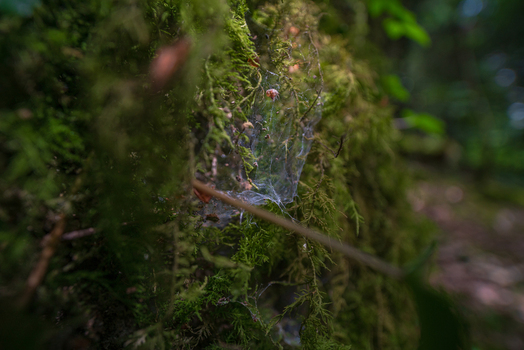 View of a delicate spider web clinging to vibrant green moss on textured tree bark in the woodland of Deer Park Looe Cornwall United Kingdom. View of a delicate spider web clinging to vibrant green moss on textured tree bark in the woodland of Deer Park Looe Cornwall United Kingdom.