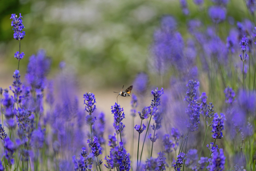 View of a hummingbird hawk moth hovering over vibrant purple lavender flowers in a lush garden Wittenheim Grand Est France.