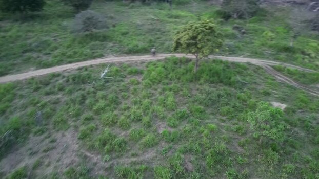 Aerial view of a wild elephant on a dirt path Sri Lanka.