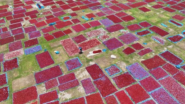 Aerial view of red chili peppers drying in Panchagarh Bangladesh. Aerial view of red chili peppers drying in Panchagarh Bangladesh.
