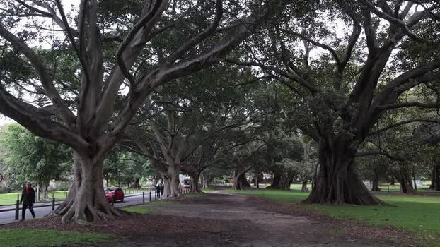 View of Moreton Bay Fig trees in Royal Botanic Garden Sydney Australia.