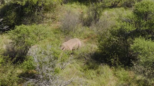 Aerial view of a rhino in the savanna South Africa.